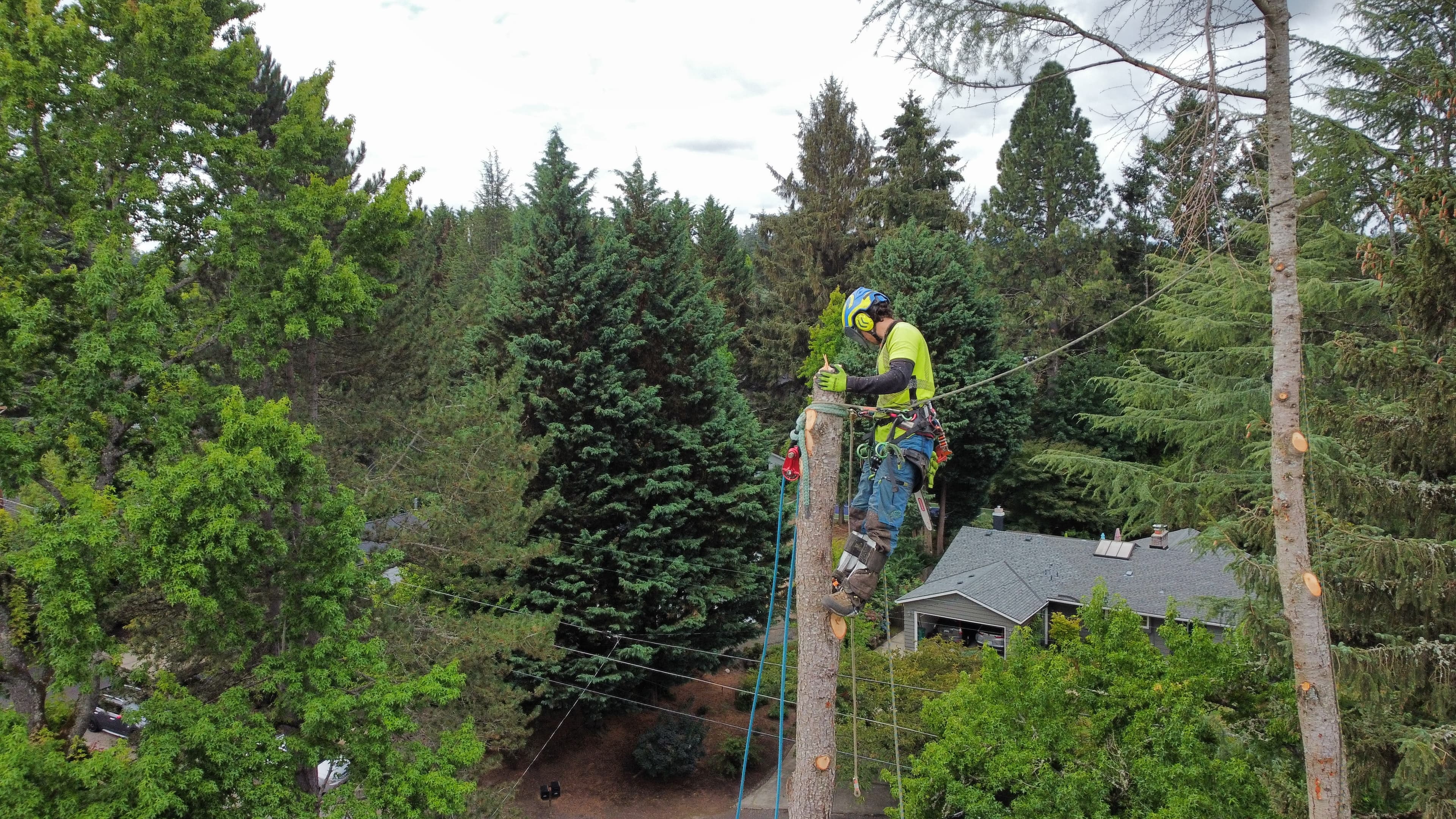 Aerial view — climber in the canopy