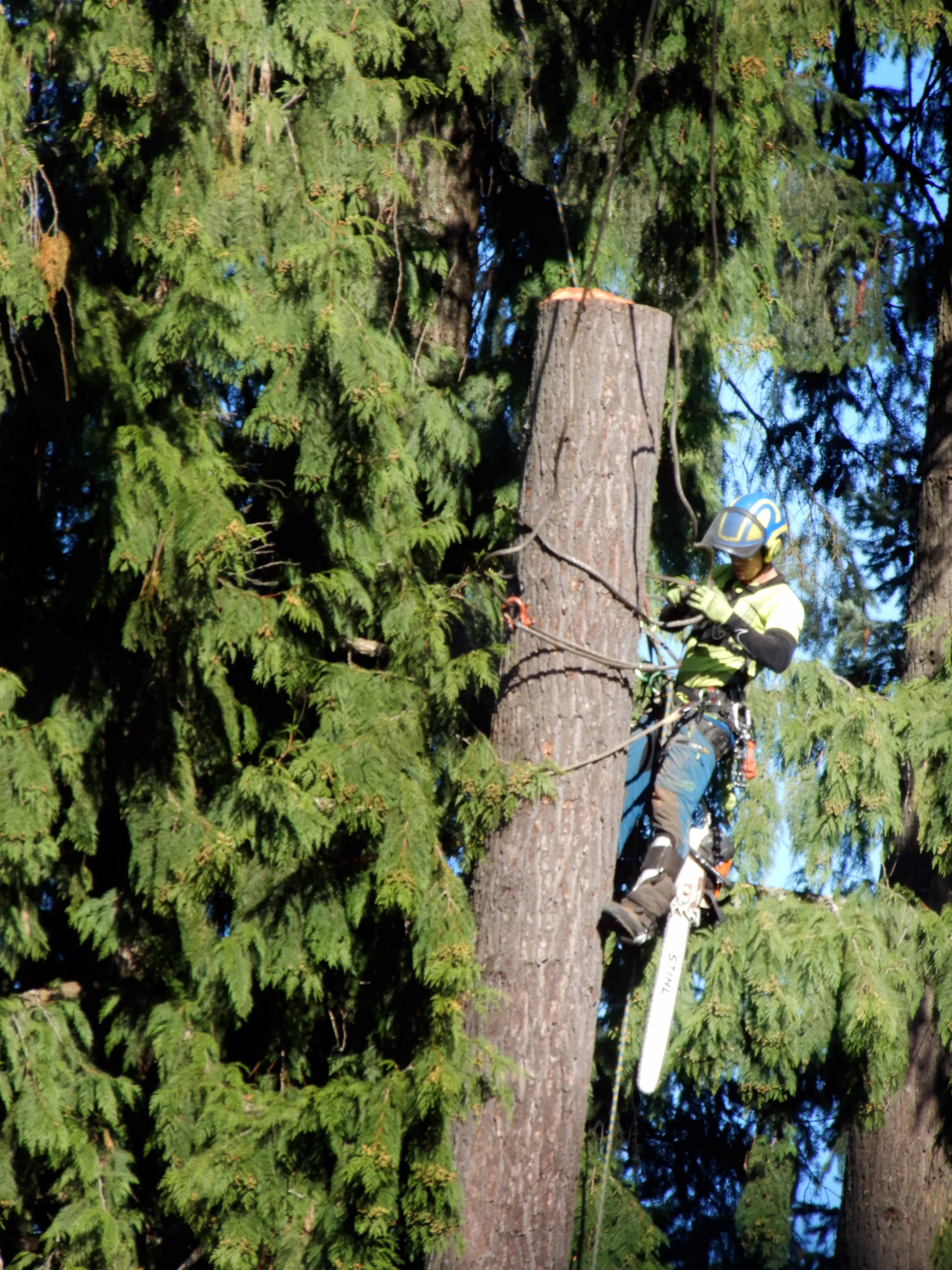 Certified arborist climbing a tall tree with rope and chainsaw